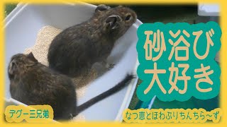 【デグ―】砂浴び大好き。ふたをするまで待てない！