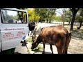 animal feeding during covid lockdown