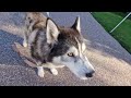 Husky Almost Gets Arrested For Howling