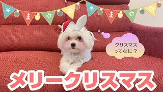 【クリスマス】おすわり、お手、おかわりに苦戦する犬ｗ【アメリカンショートヘア】【スコティッシュフォールド】【マルチーズ】