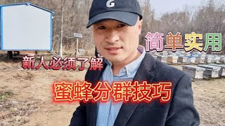 蜜蜂分群种王台，实践技术分享一个小窍门，分蜂变得如此简单