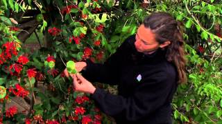 Native Honeysuckle
