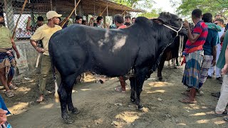 হজরতপুর পারাগ্রাম হাটে সুন্দর গরুর সুন্দর দাম 👍