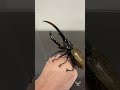 長戟大兜蟲 capsule toy vs reality hercules beetle ｜獨角仙老師 𝐓 𝐇 𝐘