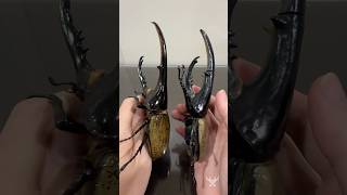 長戟大兜蟲 CAPSULE TOY VS REALITY (Hercules beetle)｜獨角仙老師 𝐓 𝐇 𝐘