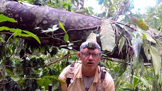 Devastating Storm Damage in Costa Rica's Rainforest | Gut-Wrenching Survey Hike