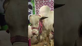 Beautiful Gulabi Cow in Delfa cattle show #dalfacattleshow