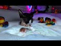 the cat who conquered the bathtub – a splashing adventure asmr