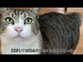 【how to】フロントラインプラスつかってみた【猫】