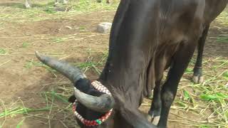 my black kapila cow