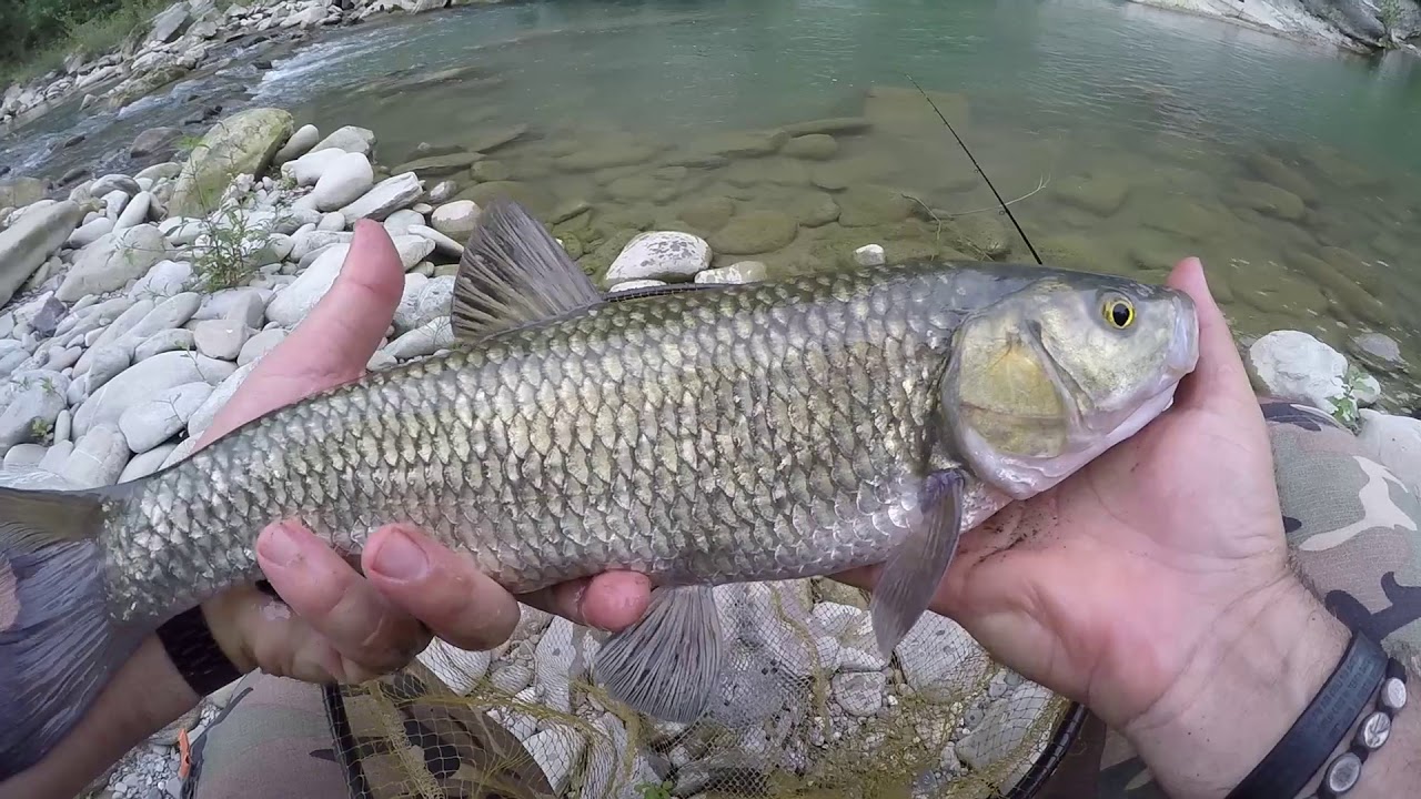 Feeder In Tour Santerno Tubertini Youtube