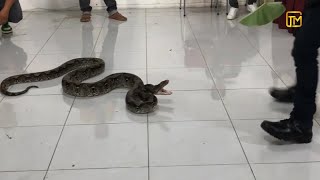 SNAKES Sudden Attack On HUMANS Compilation | Incredible Moments Caught On CCTV #39