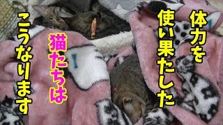 【体力の限界まで遊んだ猫のその後は】走り回って皆で遊びまくった後は静かに爆睡する猫たち【松五郎・竹丸・梅子・あくび】Cats sleeping immediately after playing