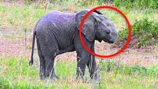 Baby Elephant Spotted Wandering The Plains Without A Trunk. Rescuers Fearful Whether It Can Survive