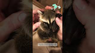 This kind family rescued and took care of the poor raccoon #raccoon #raccoonshorts #short #animals