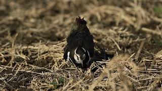 ♪鳥くん野鳥動画（千葉県・手賀沼）タゲリ20190119近距離JO6A5552