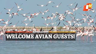 WATCH | Flamingos Grace The Shores Of Kothandaramar Temple In Rameswaram, Tamil Nadu