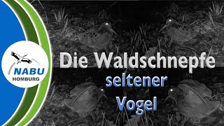 Die 1. Waldschnepfe - ein kurzer Steckbrief des sehr seltenen Vogels