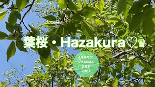 葉桜シャワー♪4月卯月(うづき)おはよう散歩2021