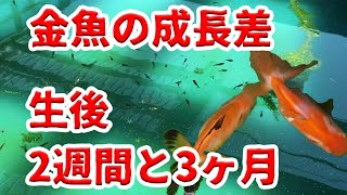 3ヶ月で見違えるほど大きくなる金魚