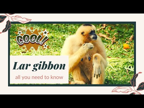 Where are white-handed gibbons found?