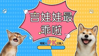 “吉娃娃是世界上最乖最乖的狗狗啦！” 让我们一起来看看这些都是什么绝世小可爱，一个个都是吸精呢!#宠物#猫咖#狗咖#毛茸茸#铲屎官