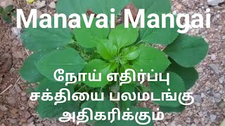 Kuppai Manikkam/ KuppaMeni/RasamThiratti/குப்பைமணி மூலிகை மருத்துவம் மற்றும் அழகு குறிப்புகள்/Herbs