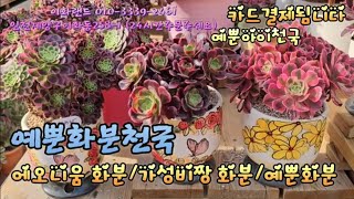 진짜예뿐화분/육이분/민공방분/분갈이흙드려요 이화랜드010-3339-2461 나는농부다282회출연