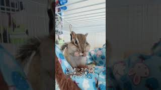 【シマリス】大好きなピーナッツをお気に入りの場所で食べるチョコちゃん🐿#shorts