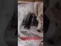 suppercute husky puppies nursing video