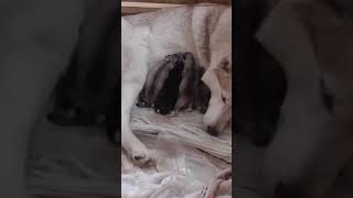 SupperCute Husky Puppies Nursing Video