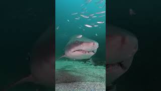 Shark 🦈 Dolphin se kyu darti hai #shorts || Ankit ka channel