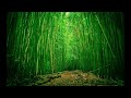 in the depth of bamboo forest background music key c 竹林深处c调伴奏