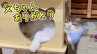 愛猫が全く登らなかったキャットタワーを１m移動したら気に入りすぎて離れなくなりました 笑