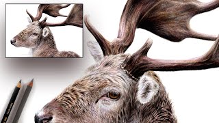 How to Draw realistic ANTLERS with colored pencil | REAL TIME