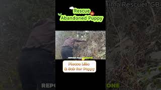 Poor abandoned dogs need help P2 | Animal Rescue