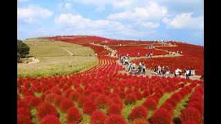 2021年10月15日　国営ひたち海浜公園　紅葉のコキア！　Hitachi Seaside Park The best time to see the autumn leaves of Kochia!