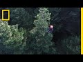 Christmas Tree Harvesting Is Gravity-Defying (and Sometimes Illegal) | National Geographic