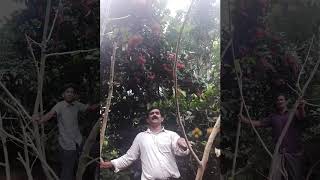 Extraordinary information for rambutan lovers | unknown facts | rambutan farming | near athirappily