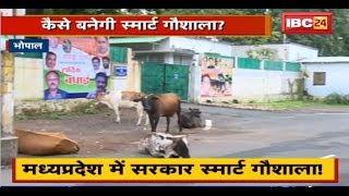 Bhopal में Ministers Bungalow के बाहर ही अवारा मवेशी | Nagar Nigam और प्रशासन की गंभीरता पर सवाल