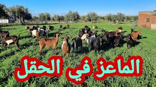 عمل مهاجر مغربي 🇲🇦راعي الغنم 🐑🐐في اسبانيا🇪🇸