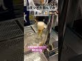 広島県 新幹線の待ち時間にビール専門店で生ビールを堪能した ビールスタンド重富 ekie コメントに詳細あり shorts