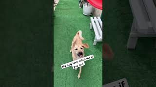 My dog jack catch me if you can #trending #doglovers #ytshorts