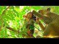 poor ale baby hungry no milk u0026 hurt on high tree @newsbabymonkey