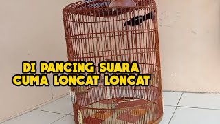 BURUNG MURAI BATU DIPANCING SUARA KO CUMA LONCAT LONCAT