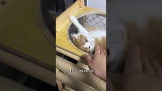 #夹子猫 #这小猫谁养谁不迷糊 #多猫家庭 #猫猫好像个小宝宝