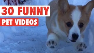 30 Funny Pet Videos Animal Compilation 2016