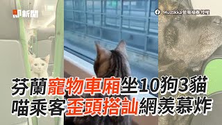 公開芬蘭寵物車廂　「坐10狗3貓」網羨慕炸｜動物｜列車｜火車｜精選影片