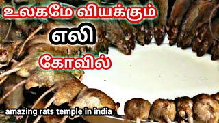 amazing rats temple in india | உலகமே வியக்கும் எலி கோவில் | sithargal | சித்தர்கள்