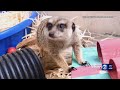 Honolulu Zoo temporarily closes exhibit after tunnel collapse leaves 1 meerkat dead